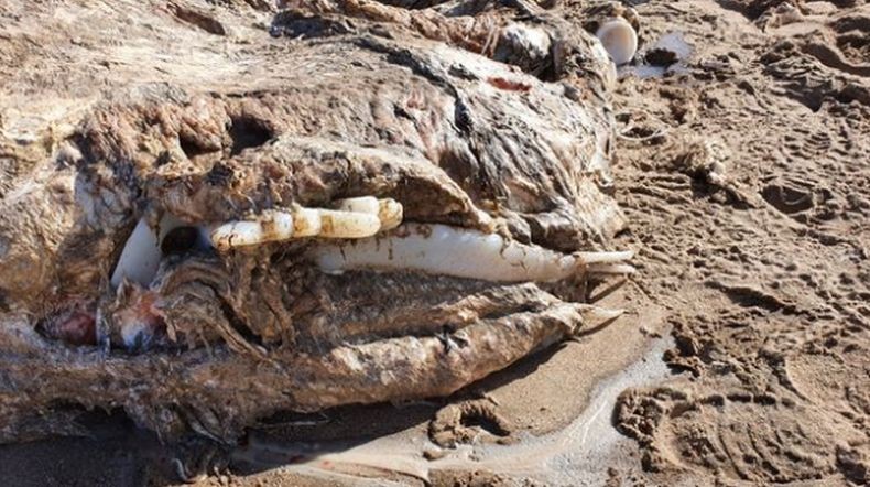 Bergigi dan Berbulu, Penampakan Hewan Laut Misterius Ini Bikin Merinding