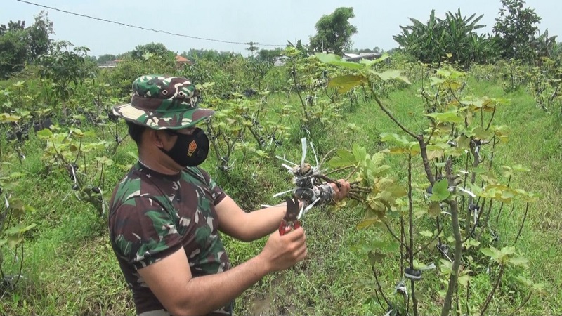 Tanaman Buah Surga Milik Prajurit TNI Ini Tumbuh Subur sampai Eropa 