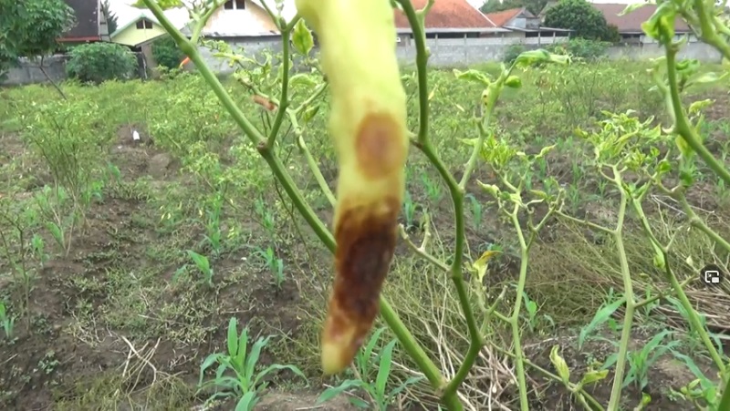 Gagal Panen, Petani di Jombang Tak Bisa Nikmati Harga Cabai Mahal 