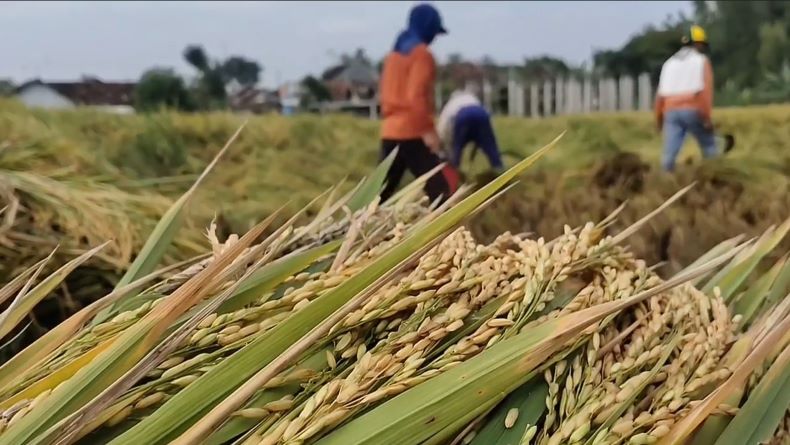 Mapalus, Tradisi Gotong-royong Warga Minahasa yang Masih Lestari di Generasi Muda