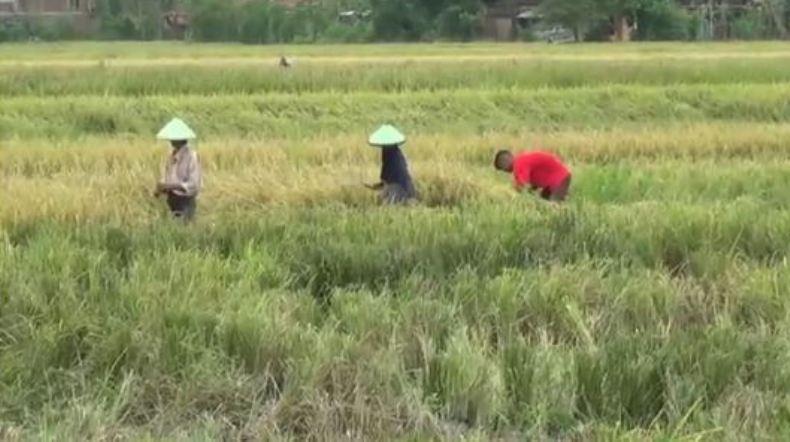 Harga Gabah Anjlok, Petani Minta Pemerintah Tak Perlu Impor Beras