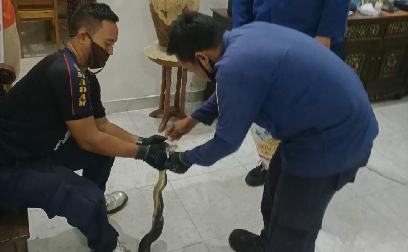 Ngeri, Warga Bekasi Temukan Ular Koros di Kloset Rumah