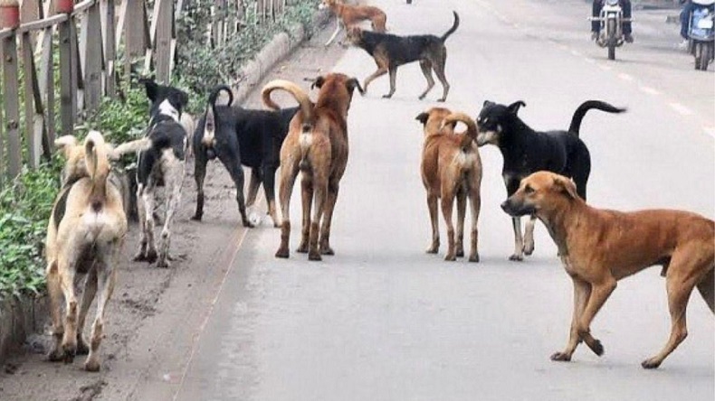 Perkosa 30 Anjing Liar, Penjual Sayur Ini Ditangkap Polisi