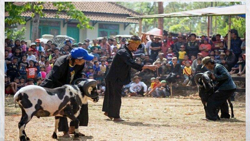 Atraksi Domba Garut, Seni Ketangkasan Asal Garut yang Turun Temurun