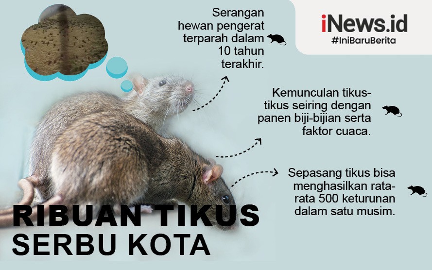 Miris, Mata Istri Petani Buta Akibat Digigit Tikus