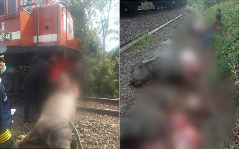 Mengerikan, Rel Kereta Api di OKU Dipenuhi Potongan Tubuh Belasan Ekor Kerbau