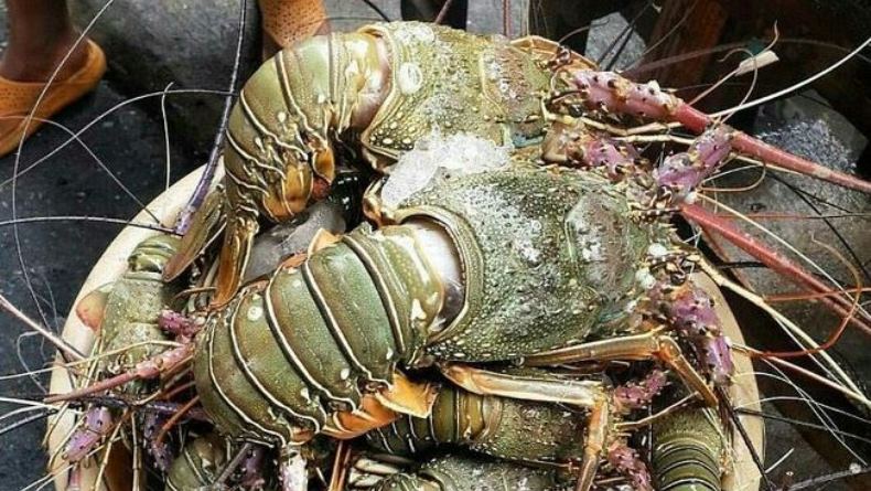 Menteri KKP Ingin Lombok Jadi Pusat Budi Daya Lobster Kelas Dunia