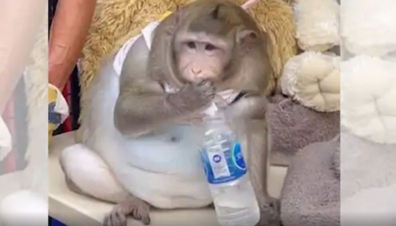 Viral Monyet Kegemukan karena Sering Diberi Makan Junk Food