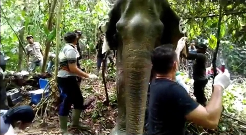Kabar Baik, Gajah Betina yang Luka Parah Diserang Pejantan Birahi di Aceh Timur Mulai Sehat