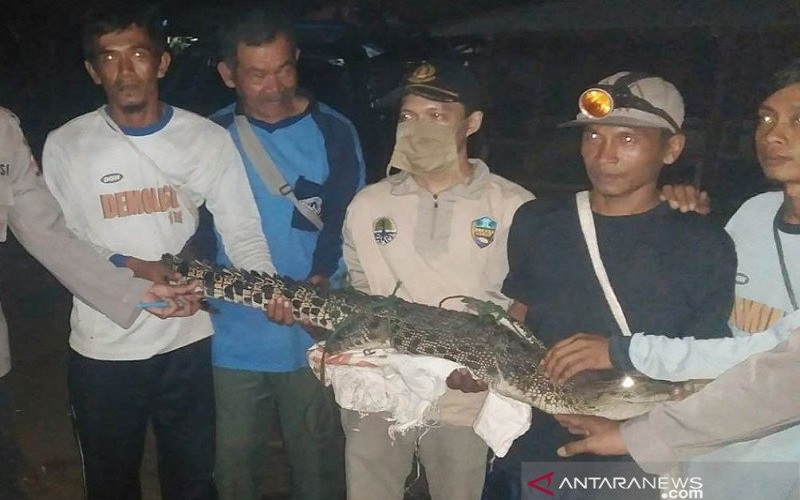 Nelayan Pantai Jayanti Cianjur Tangkap Buaya Muara 1,5 Meter