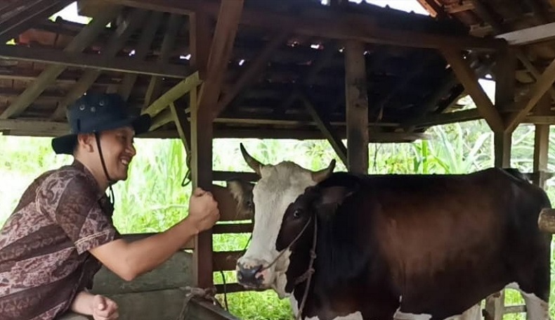 Selalu Jual Anakan, Peternak di Pangandaran Belum Mampu Pelihara Sapi hingga Dewasa