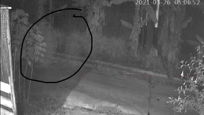 Lihat Bayangan Putih di CCTV, Pejabat Pemda Ini Bingung sampai Habiskan Kopi 3 Gelas