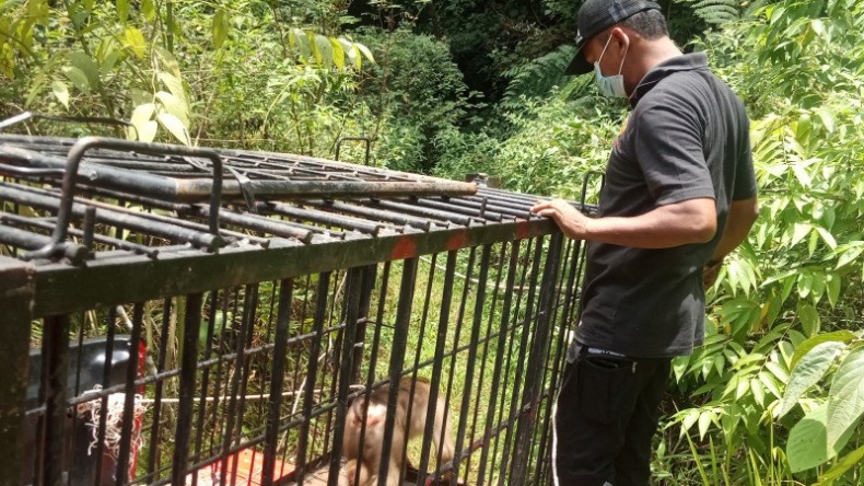 Beruk yang Masuk Kamar Mandi Asrama Putri di Agam Dilepasliarkan