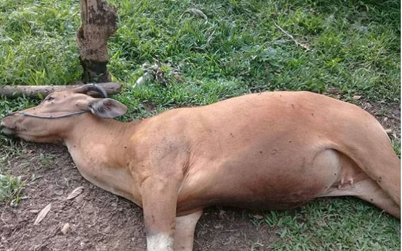 Terjangkit Virus Jembrana, Puluhan Ekor Sapi di Palembang Mati