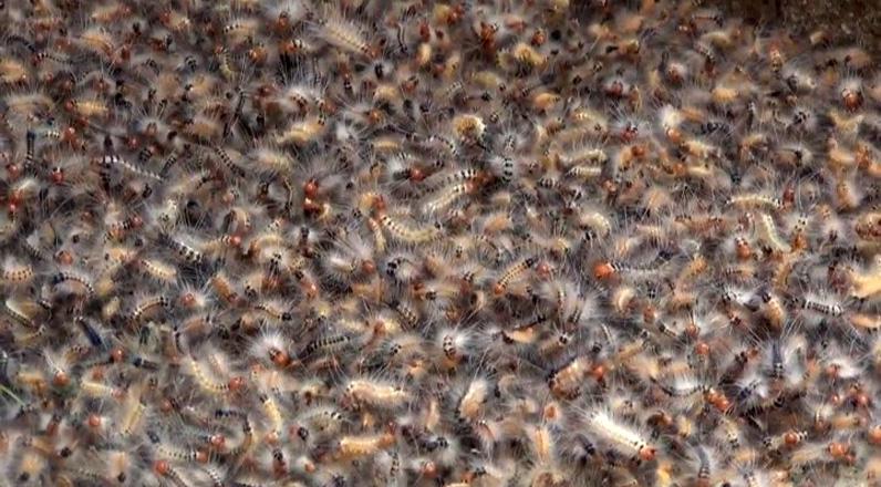 Ngeri, Ribuan Ulat Bulu Serang Permukiman Warga di Desa Ploso Kudus 