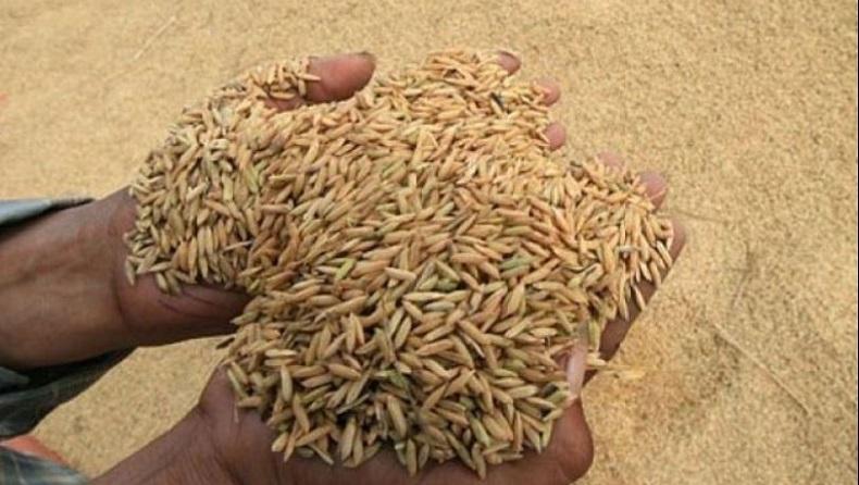 Dinas Ketahanan Pangan dan Pertanian Bantul Siap Kembangkan Padi Varietas Genjah IP 400