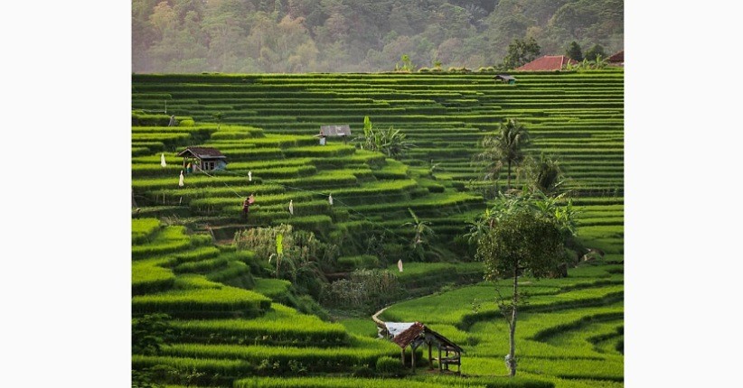 Indahnya Desa Wisata Bantaragung Majalengka, Punya Terasering yang Tak Kalah dengan Bali