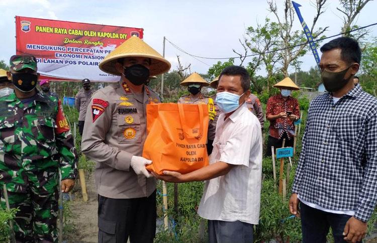  Manfaatkan Lahan Kosong, Polda DIY Sukses Budidaya Tanaman Cabai di Lahan pasir