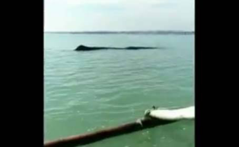 Terdampar, Paus 15 Meter di Tuban Berhasil Dievakuasi ke Tengah Laut