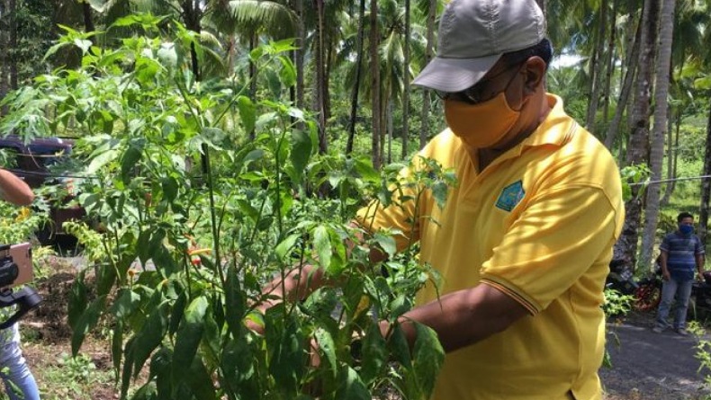 Harga Cabai di Kepulauan Sangihe Naik Drastis, Rp110.000 per Kg
