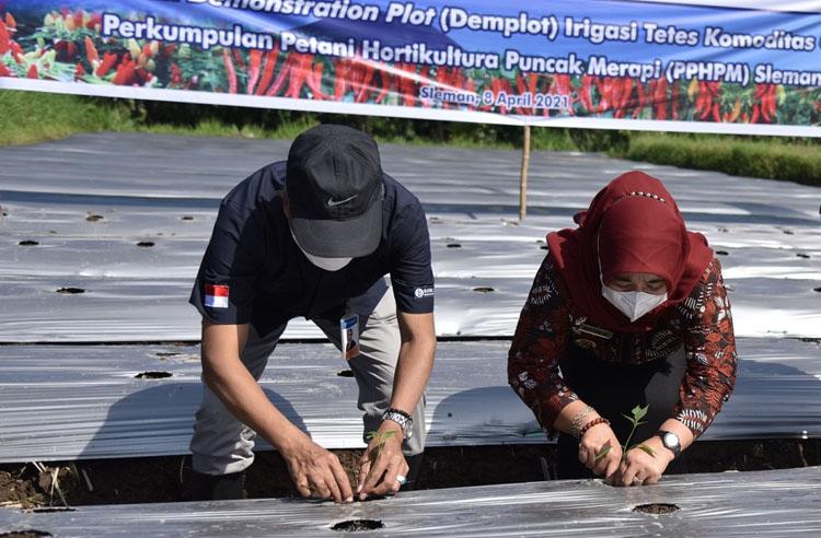 Inovasi Irigasi Tetes, Mampu Tingkatkan Produksi Cabai di Sleman 1 Ton Per Hektar