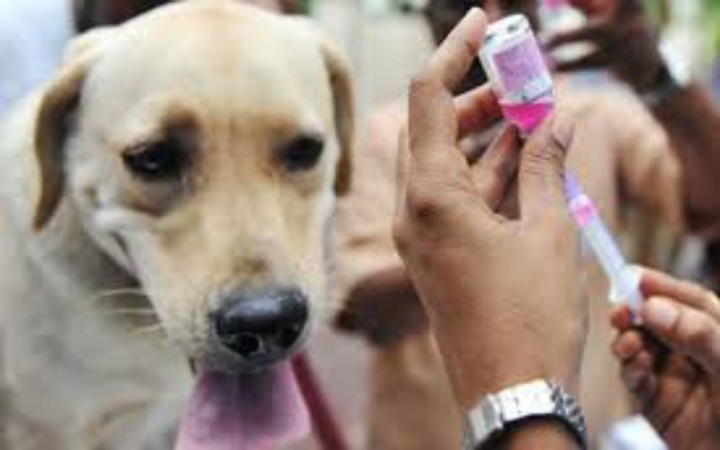 Disiapkan 2.250 Dosis Vaksin Rabies, Pemkot Jogja Larang Konsumsi Daging Anjing