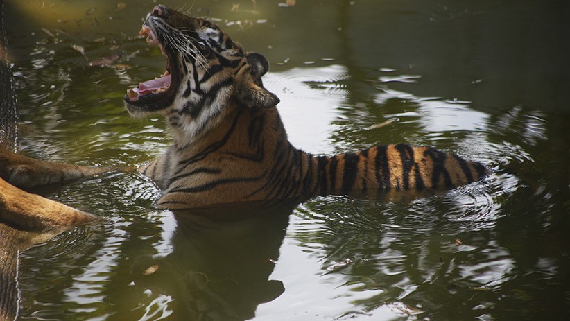 Pendulang Emas di Merangin Tewas Diterkam Harimau, Warga Diminta Waspada