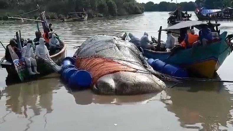 Bau Busuk Menyengat, Bangkai Paus Raksasa Akhirnya Dikubur di Pantai Bungko Cirebon