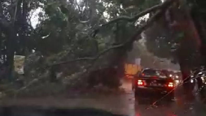 Ada Pohon Tumbang, Lalu Lintas di Jalan Padjajaran Pamulang Tersendat