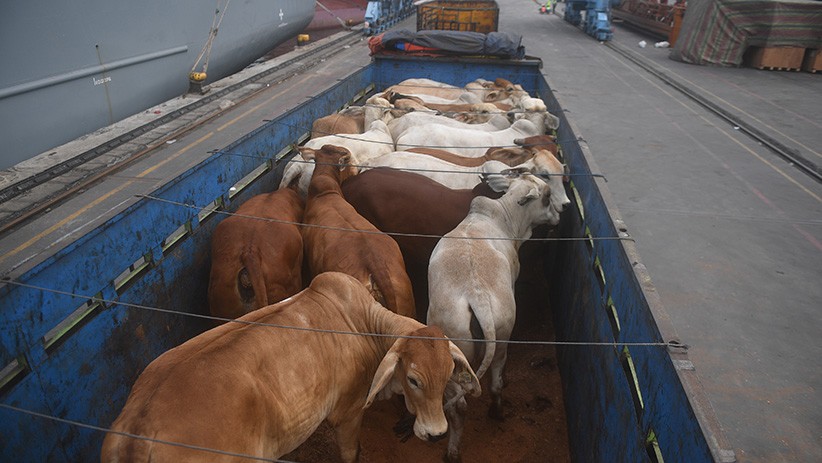 Sepanjang 2021, Lampung Pasok 28.161 Sapi Potong ke Pulau Jawa