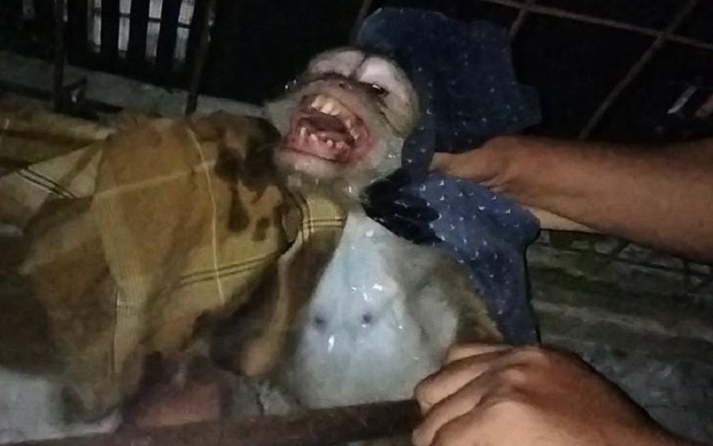 Kera Ini Ditangkap Satpol PP Kuningan Gegara Acak-Acak Rumah Warga 