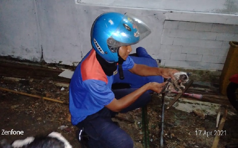 Aksi Heroik Petugas Damkar Kuningan Selamatkan Anak Kucing dari Gorong-gorong