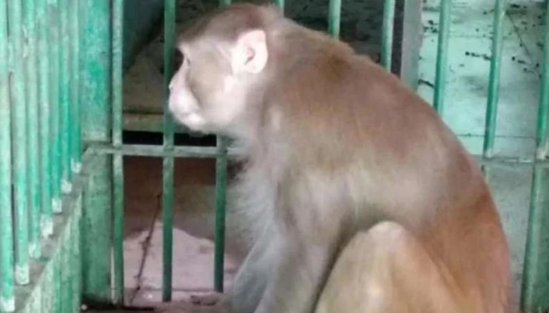 Monyet Pecandu Miras Ini Dipenjara Seumur Hidup karena Serang Ratusan Orang, 1 Tewas
