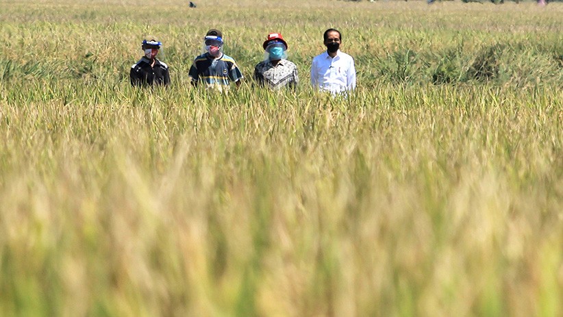 Presiden Jokowi: Dunia Rebutan Beras, Untung Kita Nggak Impor