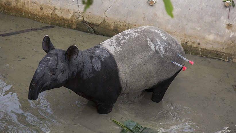 Keluar Sarang, Tapir Muncul dan Gegerkan Warga Agam