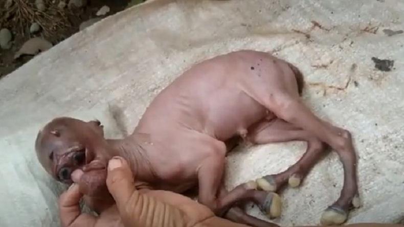 Heboh Anak Kambing Lahir dengan Wajah Menyerupai Manusia di Aceh Selatan