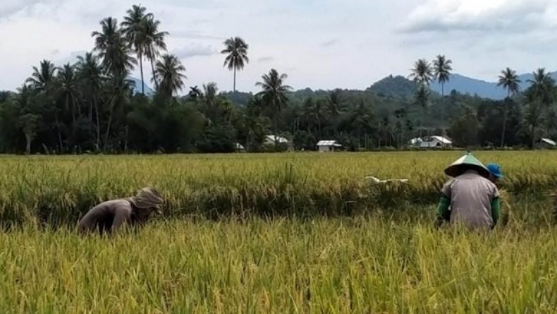 Gunakan Dua Varietas Padi Produk HKTI, Hasil Panen Petani Melimpah 