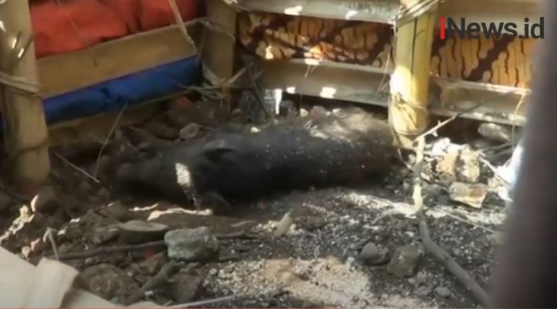 Viral Babi Ngepet di Depok Hoaks, Tokoh Agama Ditetapkan Tersangka
