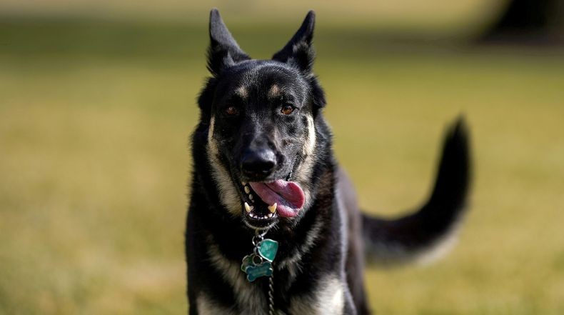 Polisi Selidiki Bayi Tewas Diterkam Anjing Peliharaan, Rumah Korban Ditutup