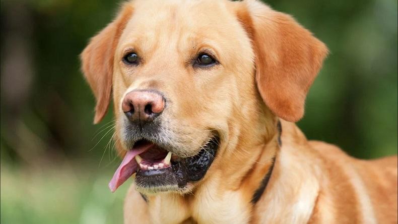 Ilmuwan Temukan Jenis Baru Virus Corona dari Anjing