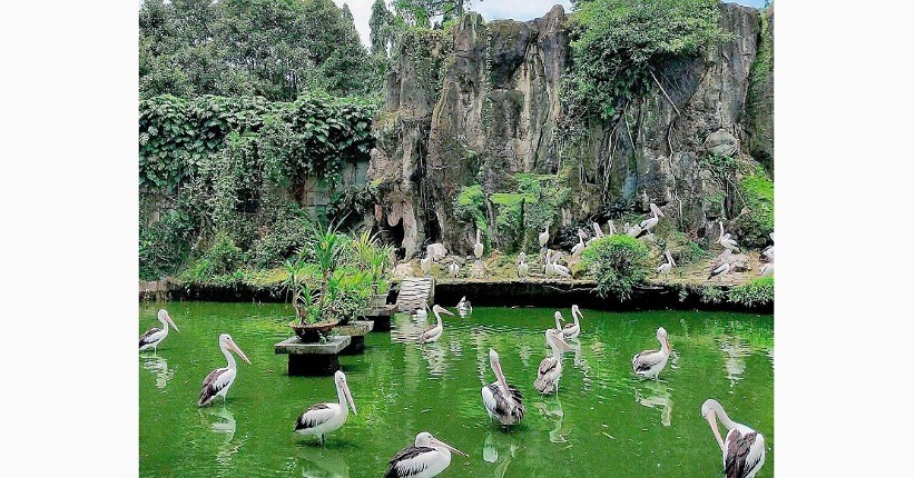 5 Wahana di Ragunan Paling Laris saat Libur Lebaran, Unik Ada Kura-Kura Pipi Merah