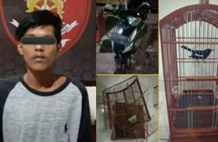  Terekam CCTV, Pemuda di Sleman Curi Burung Milik Tetangga