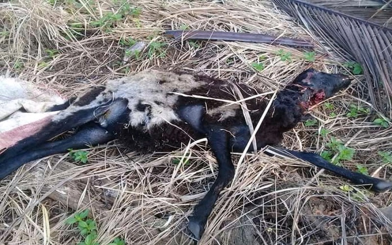 Geger, Pria Bergolok Bunuh Hewan Ternak Lalu Makan Hati dan Daging Mentah