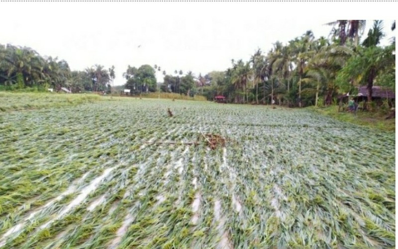 Ratusan Hektare Kebun Jagung di OKU Rusak Diterjang Banjir
