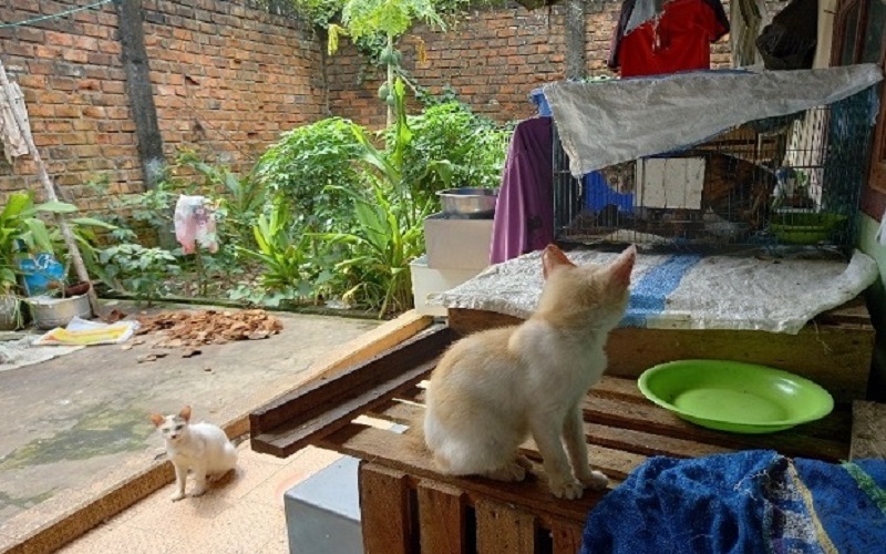  Tragis, Perempuan Penyayang Kucing Liar yang Luka dan Cacat Tewas Bersimbah Darah   