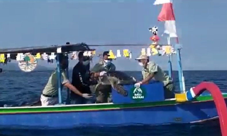 2 Penyu Langka Dilepasliarkan di Perairan Bali setelah Pemulihan Sejak 2015