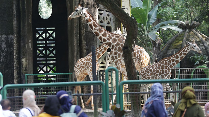Masih Buka saat Kasus Covid-19 Melonjak, Pengelola Ragunan: Belum Ada Perintah Tutup