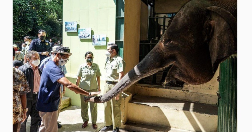 Lucunya Anak Gajah di Taman Safari Indonesia, Ternyata Diberi Nama oleh Sandiaga Uno