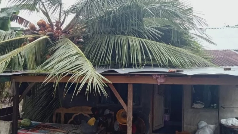 Tertimpa Pohon Kelapa, Atas Rumah Warga Agam Jebol