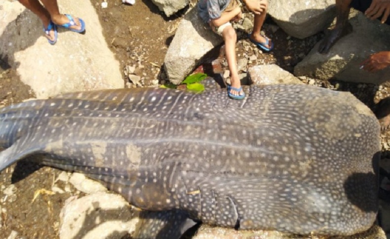 Hiu Paus Ditemukan Mati Terdampar di Pantai Kuari Kayong Utara
